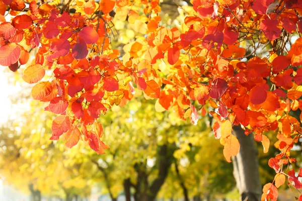 Ветви Деревьев Красивыми Листьями Осеннем Парке — стоковое фото