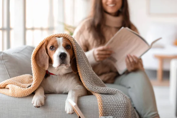 Aranyos Beagle Kutya Tulajdonos Otthon Ősszel Nap — Stock Fotó