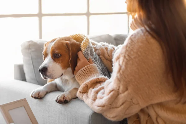 Woman Covering Her Cute Dog Warm Plaid — Stock Photo, Image
