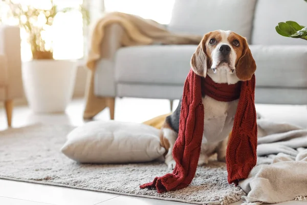 Cute Pies Beagle Ciepłym Szalikiem Domu Jesieni — Zdjęcie stockowe