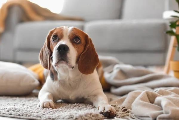 Lindo Perro Beagle Con Cuadros Calientes Casa — Foto de Stock