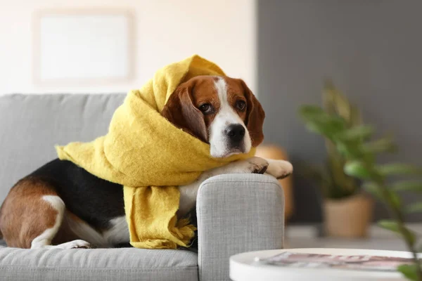 Cute Beagle Dog Warm Scarf Home Autumn Day — Stock Photo, Image