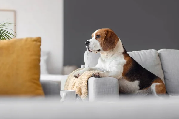Sød Beagle Hund Med Varm Plaid Derhjemme Efterårsdagen - Stock-foto