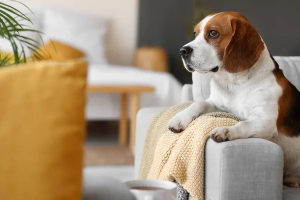 Sød Beagle Hund Med Varm Plaid Derhjemme Efterårsdagen - Stock-foto