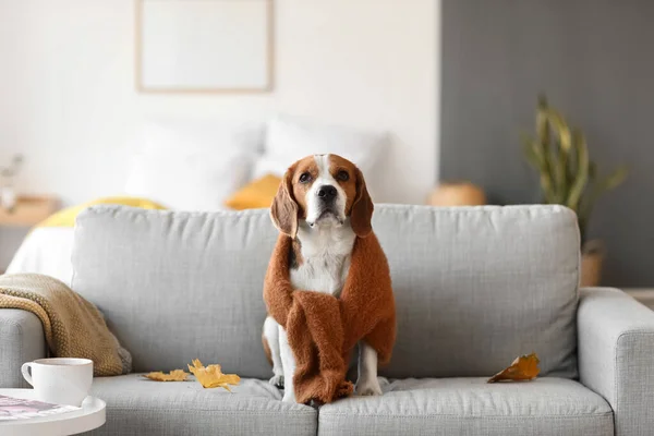 Lindo Perro Beagle Con Suéter Caliente Casa Día Otoño — Foto de Stock