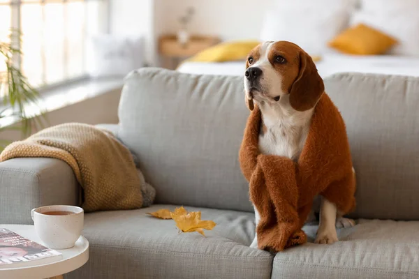 秋の日に家で暖かいセーターとかわいいビーグル犬 — ストック写真