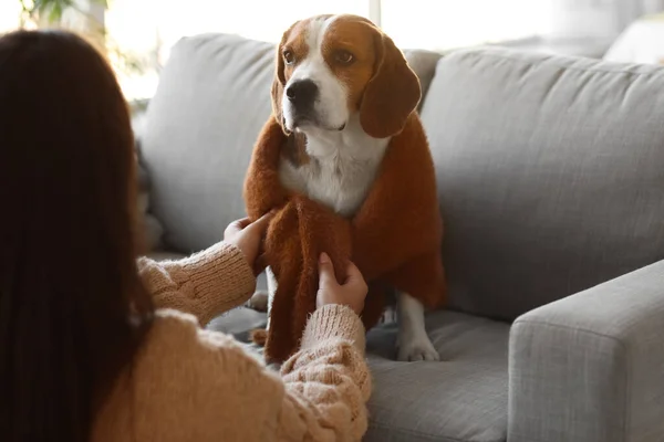 Woman Cute Beagle Dog Home Autumn Day — Stock Photo, Image