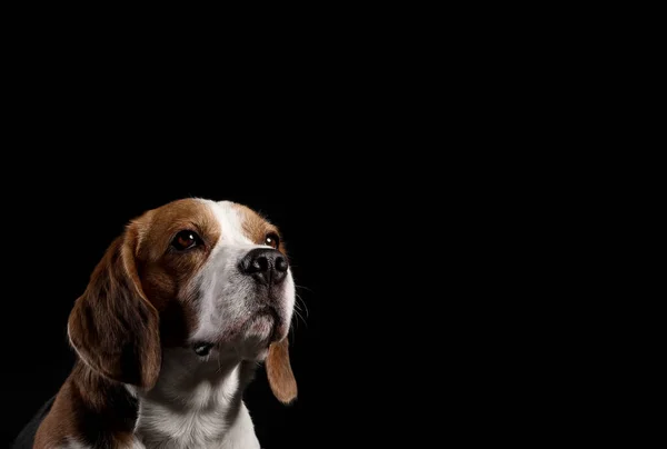 Divertido Perro Beagle Sobre Fondo Negro —  Fotos de Stock