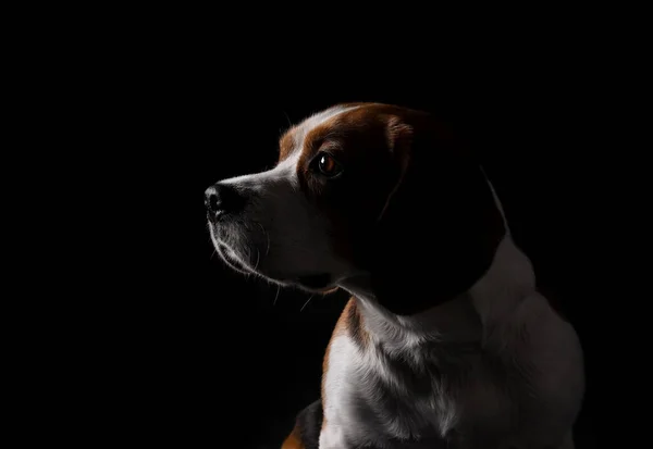 Silueta Divertido Perro Beagle Sobre Fondo Negro —  Fotos de Stock