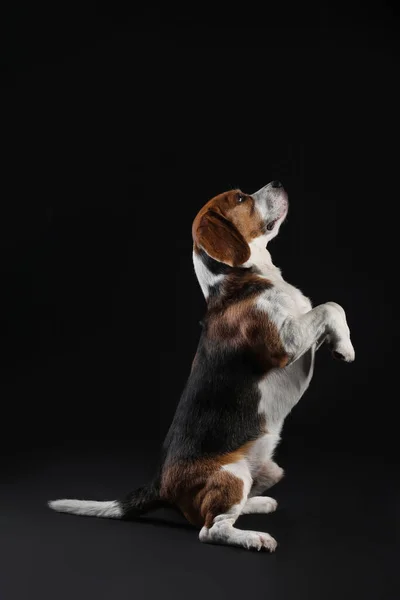 Divertido Perro Beagle Sobre Fondo Negro — Foto de Stock