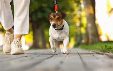 Dışarıda tasmalı şirin Jack Russel Teriyeri 'ni gezdiren kadın.
