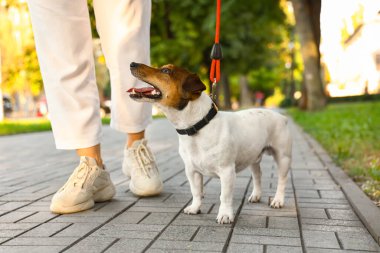 Dışarıda tasmalı şirin Jack Russel Teriyeri 'ni gezdiren kadın.