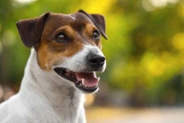Şirin Jack Russel Teriyer parkta, yakın plan.