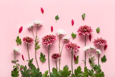 Pembe arka planda güzel kasımpatı çiçekleri olan kompozisyon, yakın plan.