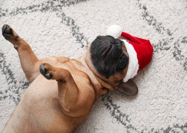 Evde Noel Baba şapkalı sevimli Fransız bulldog.