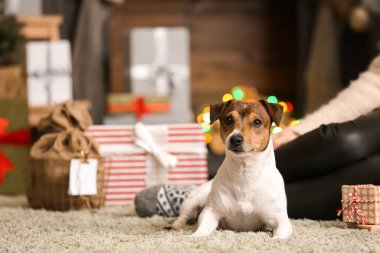 Noel arifesinde evde sahibi olan sevimli Jack Russel Terrier.
