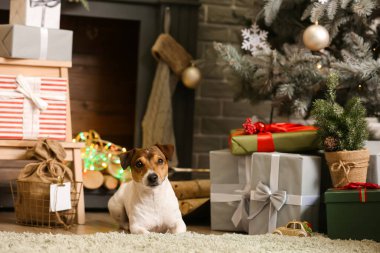 Sevimli Jack Russel Terrier Noel arifesinde evde.