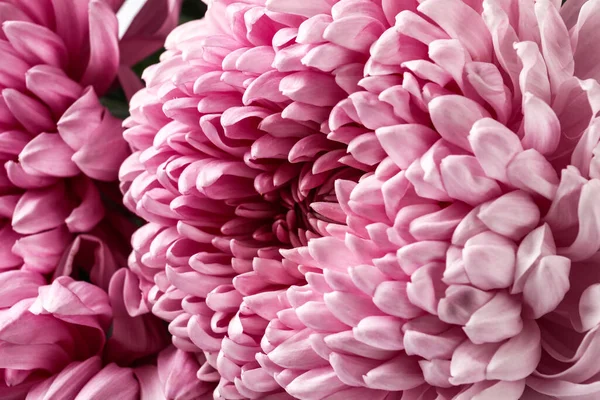 Красивые Розовые Хризантемы Качестве Фона Крупным Планом — стоковое фото