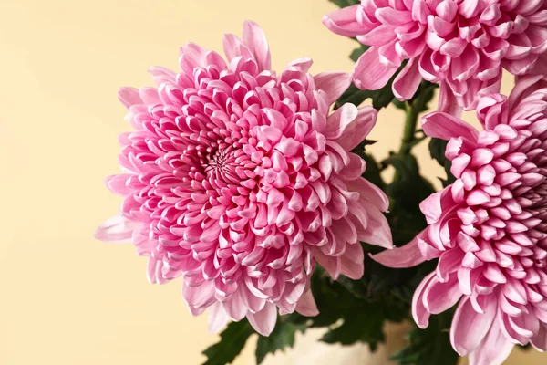 背景色にピンクの菊の花 クローズアップ — ストック写真