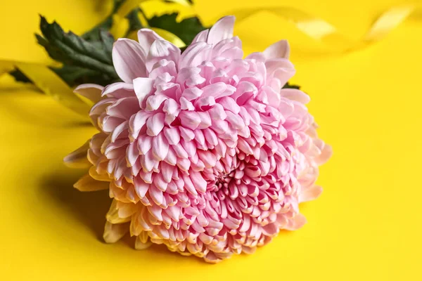 Pink Chrysanthemum Flower Yellow Background Closeup — Stock Photo, Image