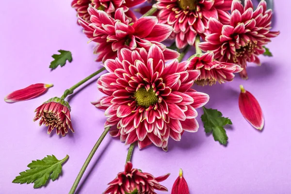 Beautiful Chrysanthemum Flowers Lilac Background Closeup — Stock Photo, Image