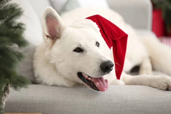 Кумедний Собака Санта Капелюсі Лежить Дивані — стокове фото