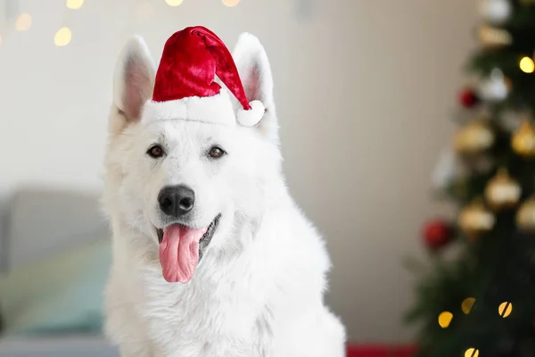 Забавная Собака Шляпе Санты Дома Канун Рождества — стоковое фото