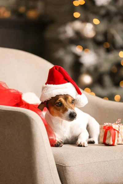 Cute Jack Russel Terrier Santa Hat Christmas Gifts Armchair Home — Stock Photo, Image