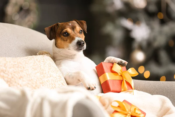 Cute Jack Russel Terrier Prezentów Świątecznych Fotel Domu — Zdjęcie stockowe