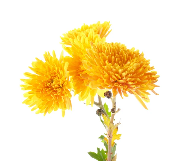 Fresh Yellow Chrysanthemum Flowers White Background — Stock Photo, Image