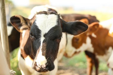 Çiftlikte çitin yanında şirin siyah beyaz buzağı, yakın plan.