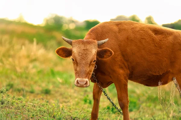 Vaca Divertida Pastando Pastizales Verdes — Foto de Stock