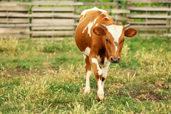 Vaca Divertida Pastando Pastizales Verdes — Foto de Stock