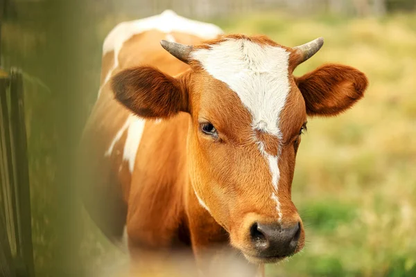 Vaca Divertida Cerca Cerca Granja Primer Plano — Foto de Stock