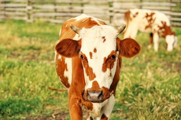 Vaca Graciosa Pasto Primer Plano — Foto de Stock