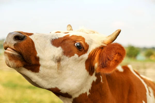 Vaca Graciosa Corral Primer Plano — Foto de Stock