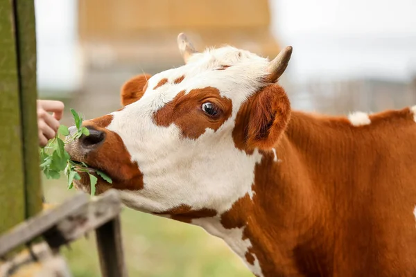 Mujer Alimentando Vaca Divertida Granja Primer Plano — Foto de Stock