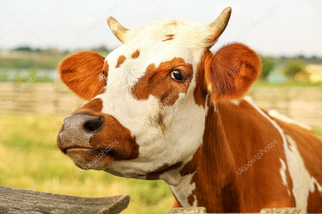 Funny cow on farmyard, closeup