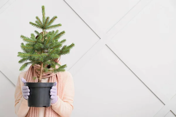 Vrouw Met Pot Met Kerstboom Tegen Lichte Muur — Stockfoto