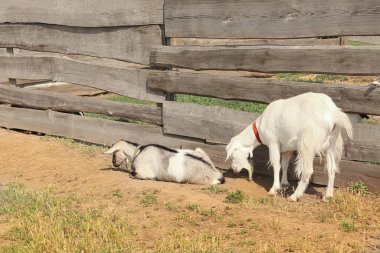 Güneşli bir günde çiftlikte sevimli komik keçiler