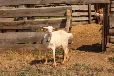 Güneşli bir günde çiftlikte sevimli komik keçi