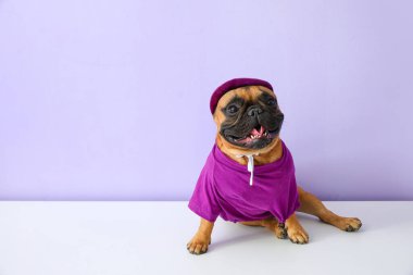 Renkli arkaplanda şirin bir Fransız bulldog 'u