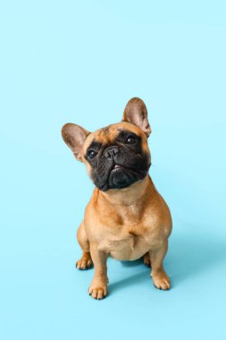 Mavi arka planda sevimli Fransız bulldog 'u