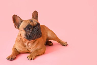 Renkli arkaplanda sevimli bir Fransız bulldog.