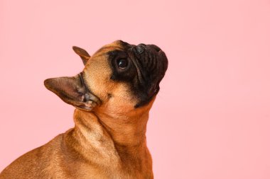 Renkli arkaplanda sevimli bir Fransız bulldog.
