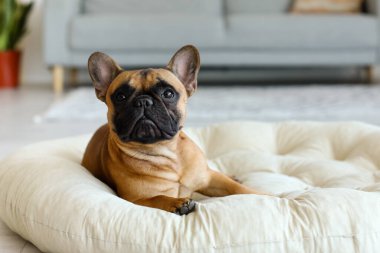 Evcil hayvan yatağında yatan sevimli Fransız bulldog.
