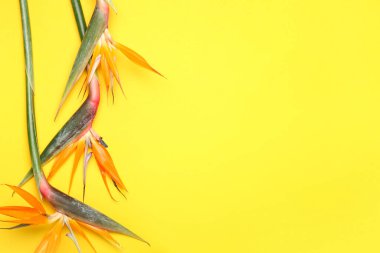 Sarı arka planda güzel strelitzia çiçekleri