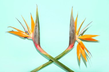 Renkli arka planda güzel cennet kuşu.