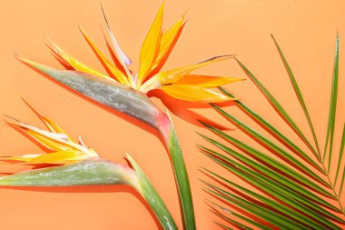 Renkli arka planda güzel strelitzia çiçekleri ve palmiye yaprağı, yakın plan