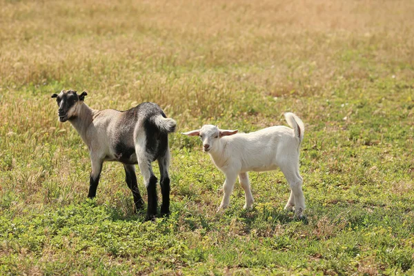 Lindo Bebé Cabras Pastando Granja — Foto de Stock